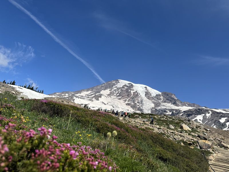 Wildflowers at Paradise