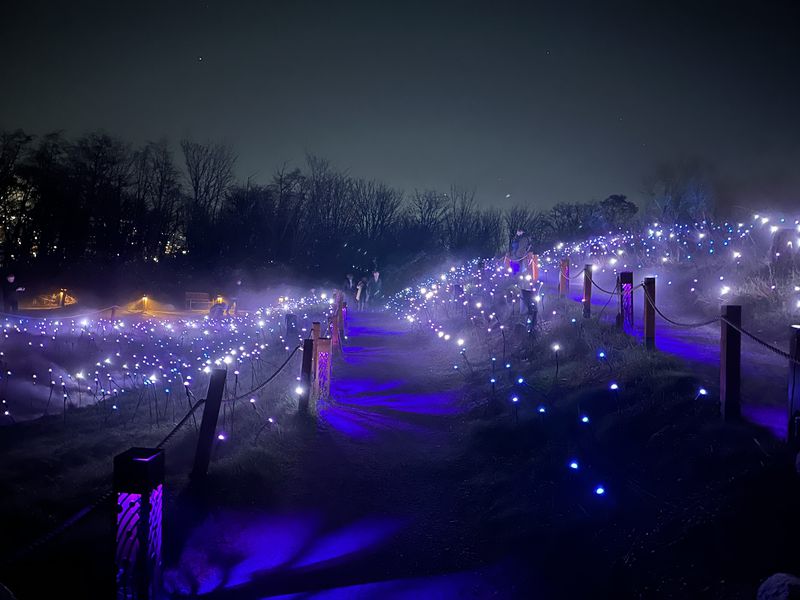 Field of Lights